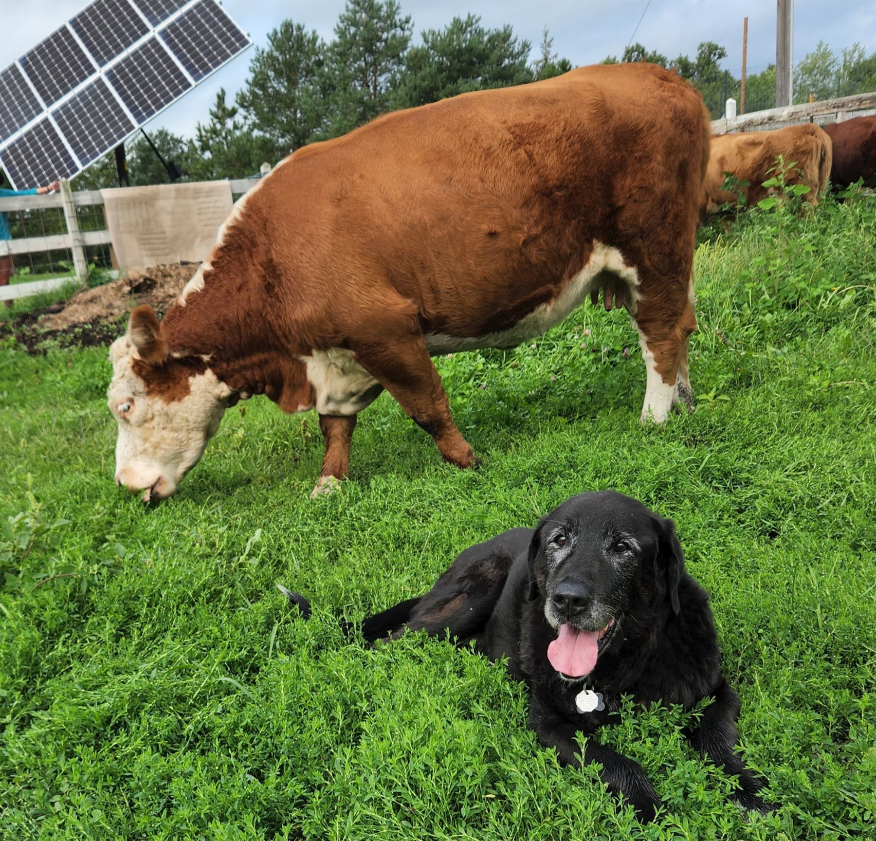 A Miniature Hereford grazing, with the farm dog nearby